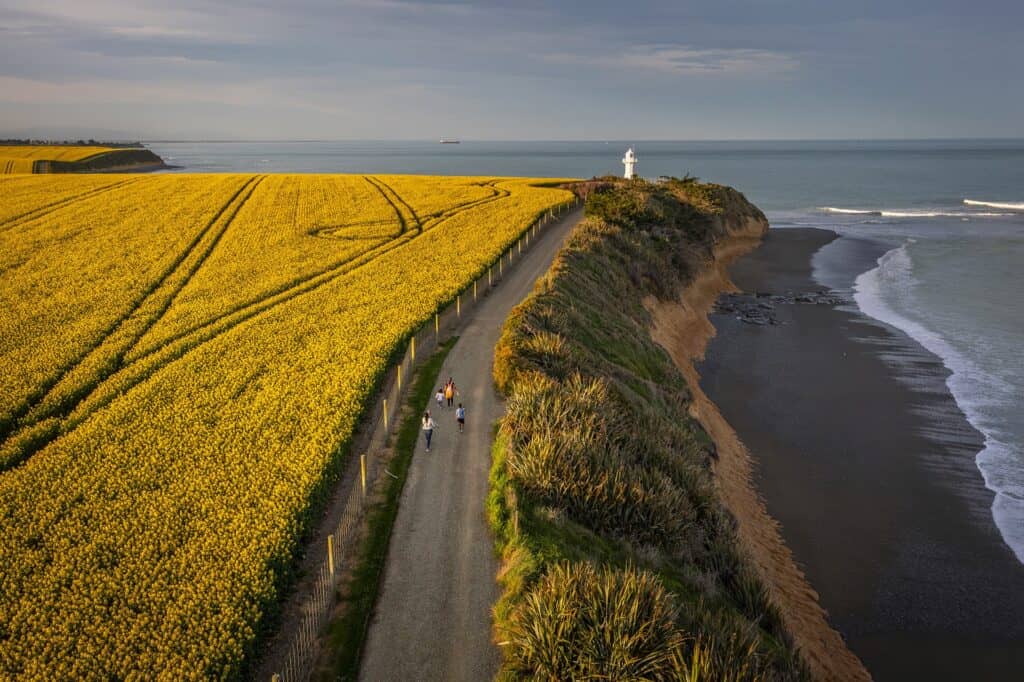 Canola Fields at Tuhawaiki (Jack's) Point