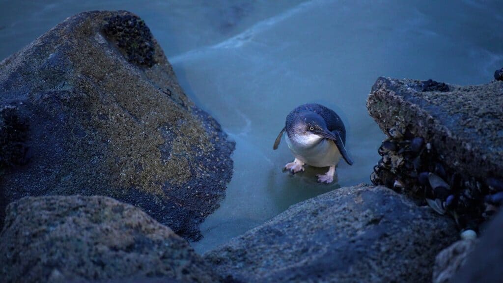 Little Blue Penguin